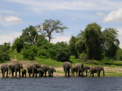 CHOBE